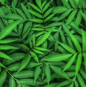 cassava leaf